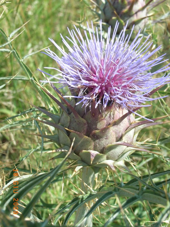 Cynara cardunculus s.l.